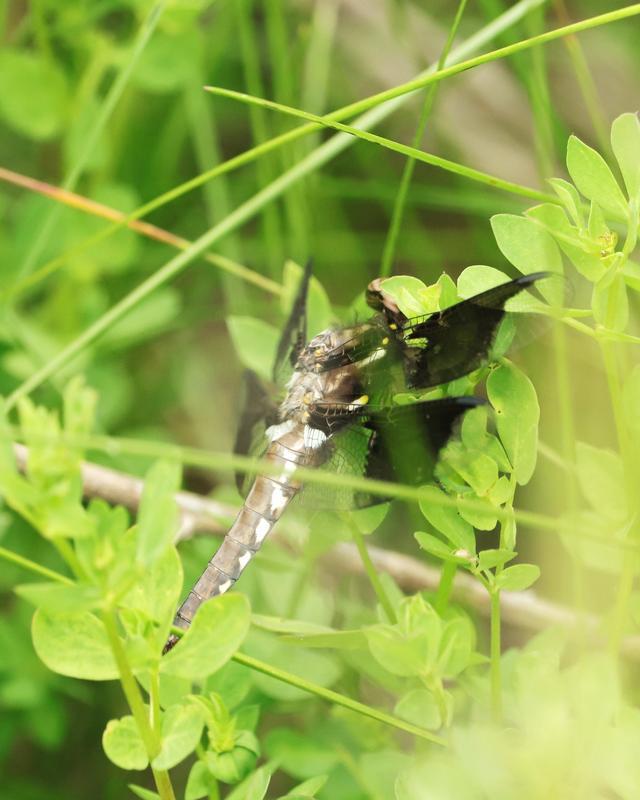 Photo of Common Whitetail