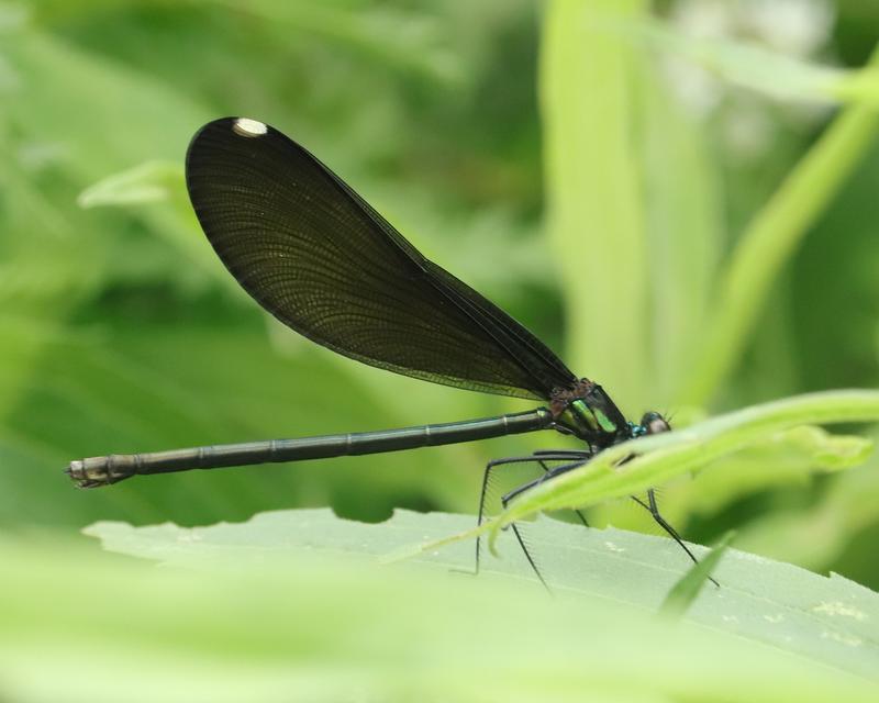 Photo of Ebony Jewelwing