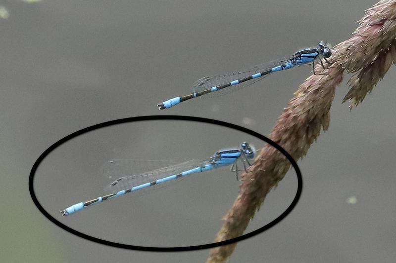 Photo of Familiar Bluet