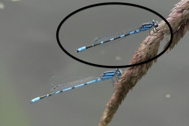 Photo of Tule Bluet