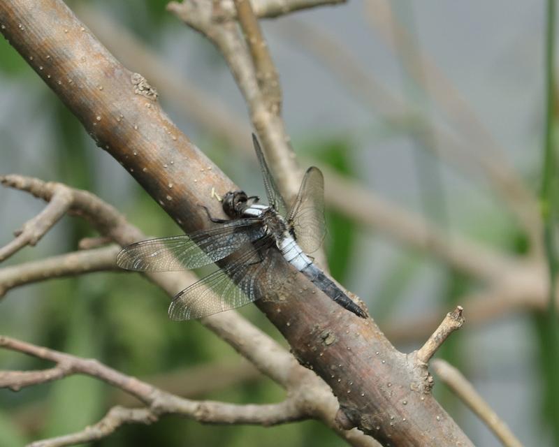 Photo of Chalk-fronted Corporal