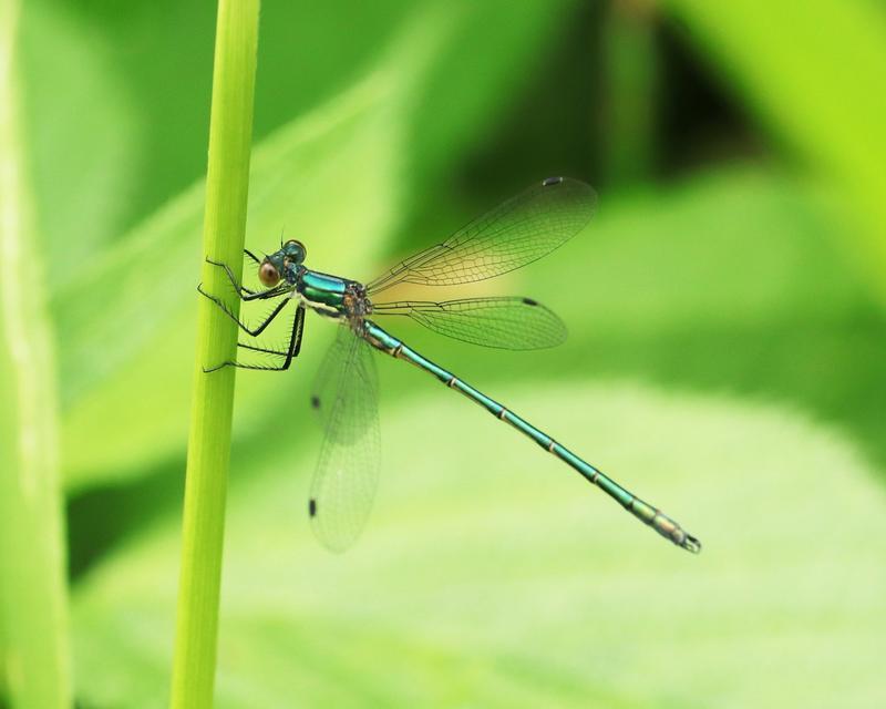 Photo of Emerald Spreadwing