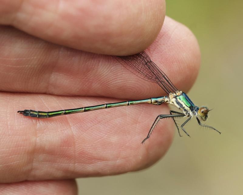 Photo of Emerald Spreadwing