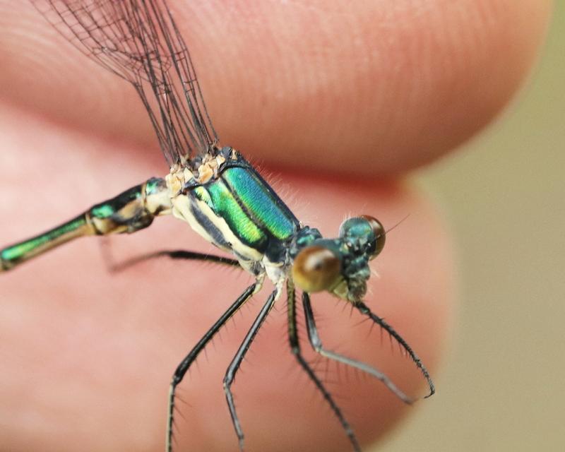 Photo of Emerald Spreadwing