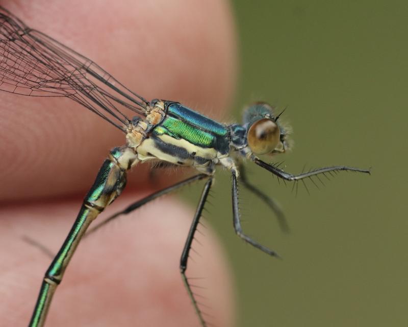 Photo of Emerald Spreadwing