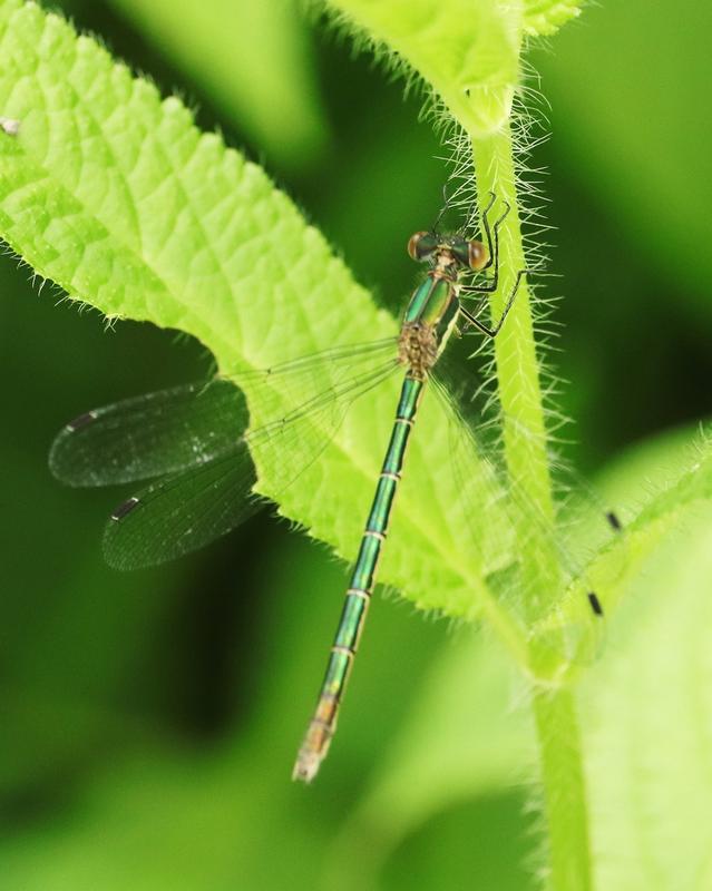 Photo of Emerald Spreadwing