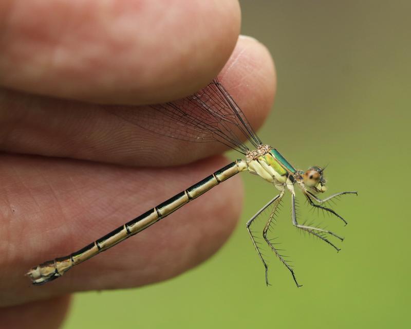 Photo of Emerald Spreadwing