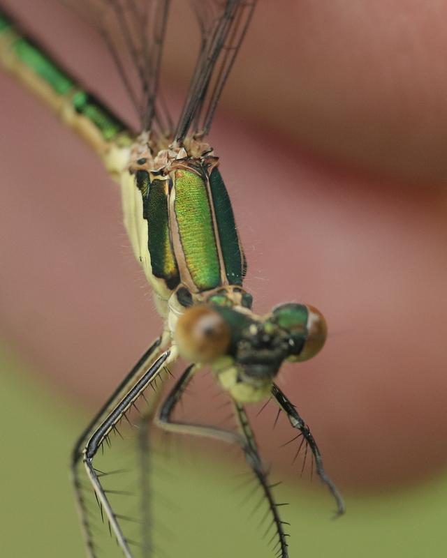 Photo of Emerald Spreadwing