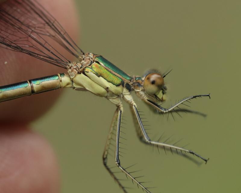 Photo of Emerald Spreadwing