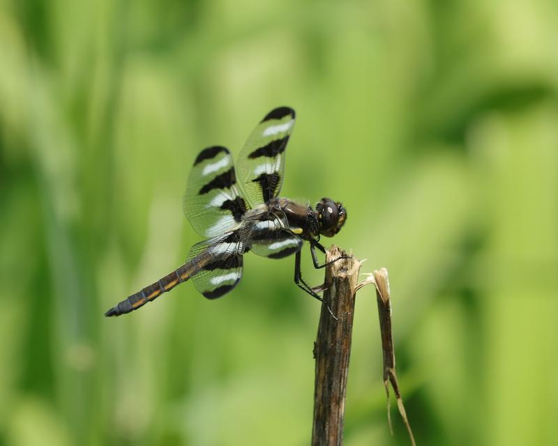 Photo of Twelve-spotted Skimmer
