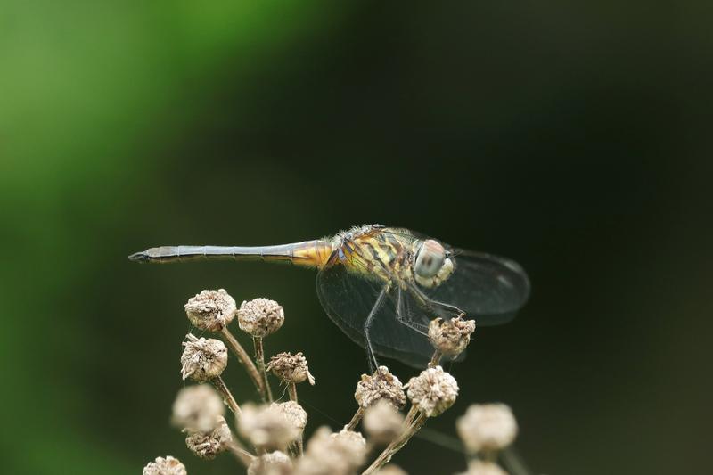 Photo of Blue Dasher