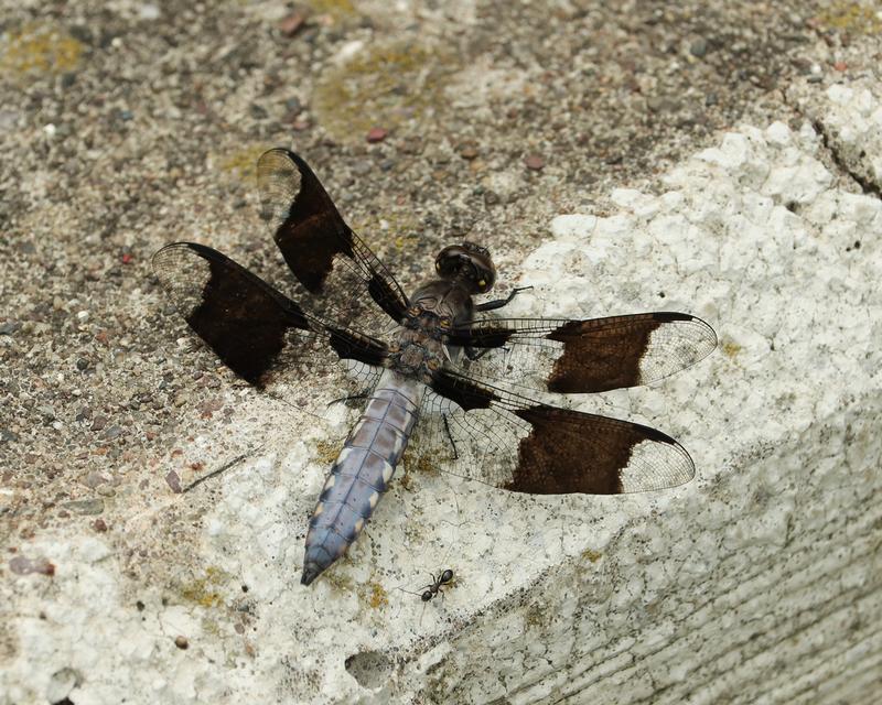 Photo of Common Whitetail