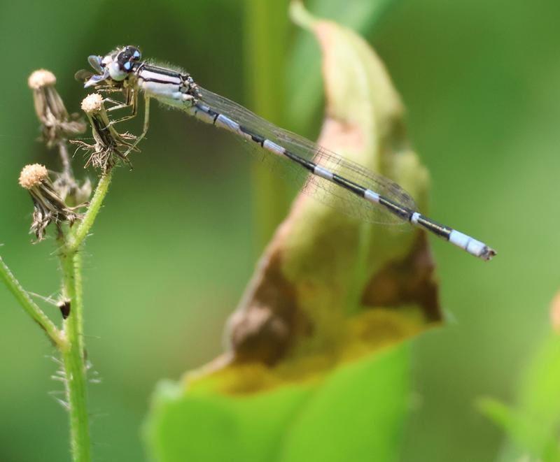 Photo of Tule Bluet