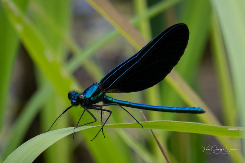 Photo of Ebony Jewelwing