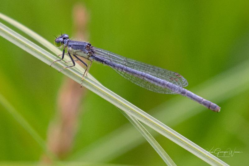 Photo of Eastern Forktail