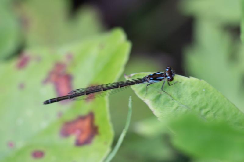 Photo of Fragile Forktail