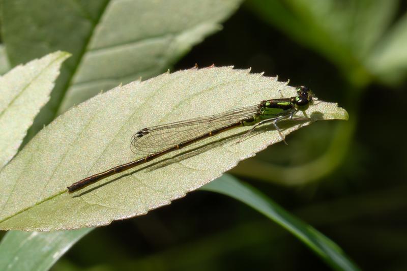 Photo of Fragile Forktail