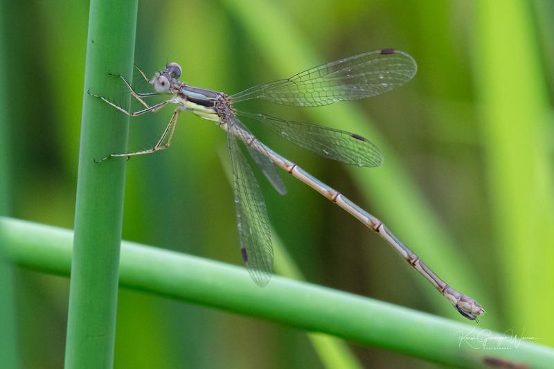 Photo of Slender Spreadwing