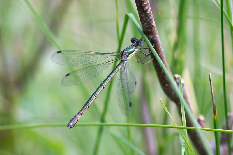 Photo of Emerald Spreadwing
