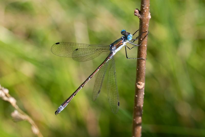 Photo of Emerald Spreadwing