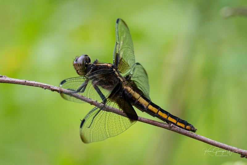 Photo of Widow Skimmer