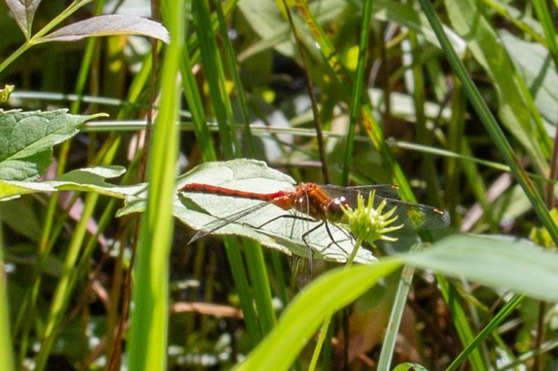 Photo of White-faced Meadowhawk