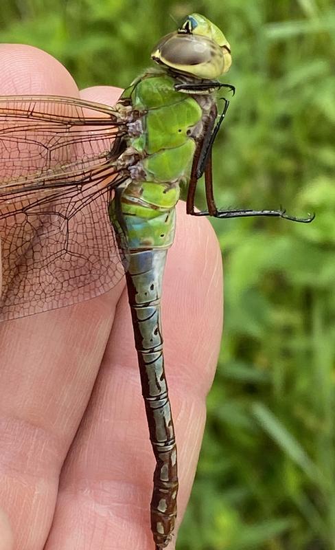 Photo of Common Green Darner