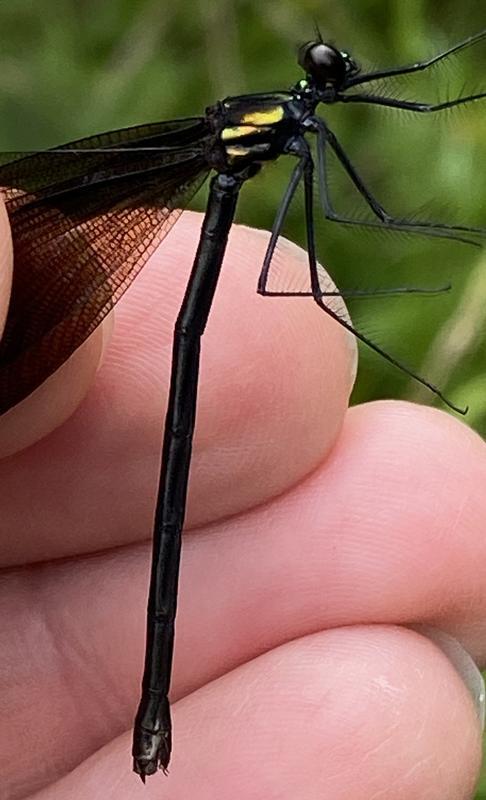 Photo of Ebony Jewelwing