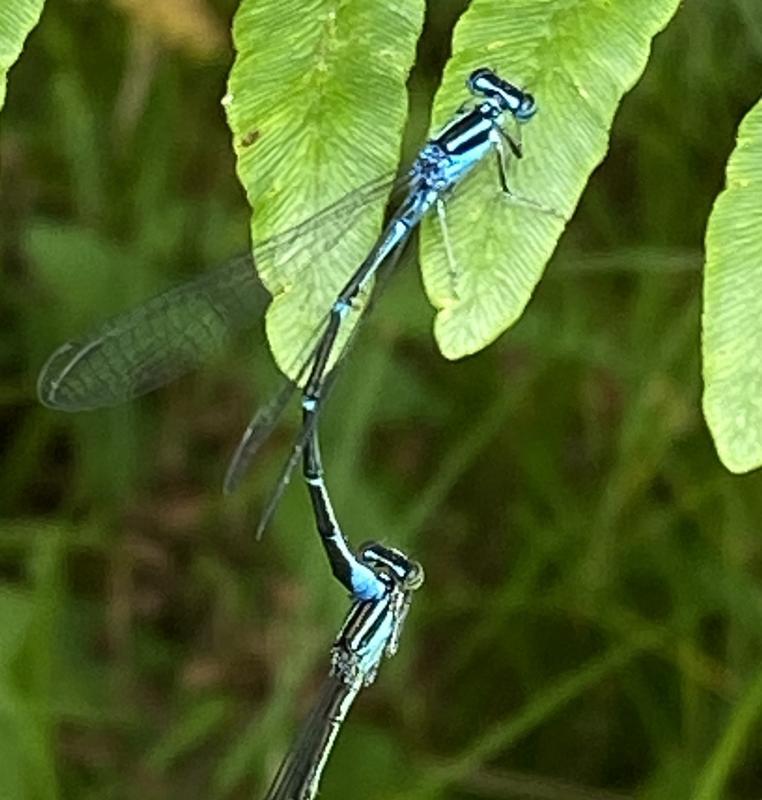 Photo of Stream Bluet