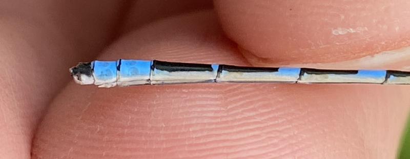 Photo of Tule Bluet