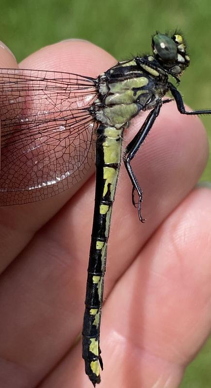 Photo of Mustached Clubtail