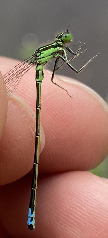 Photo of Eastern Forktail