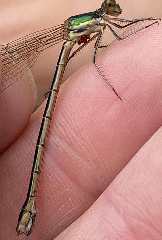 Photo of Emerald Spreadwing