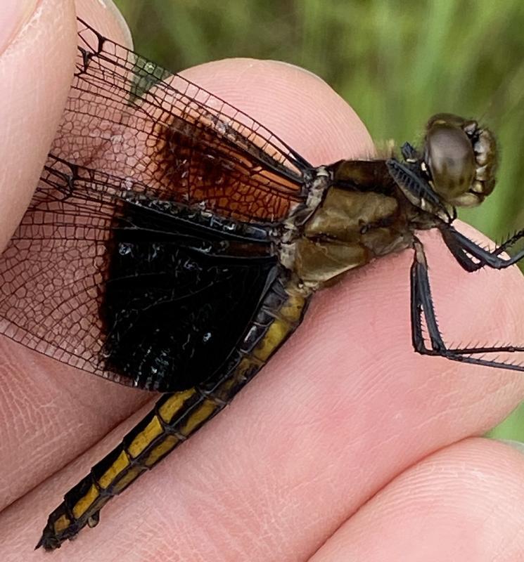 Photo of Widow Skimmer