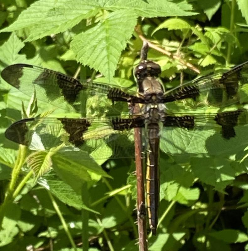 Photo of Twelve-spotted Skimmer