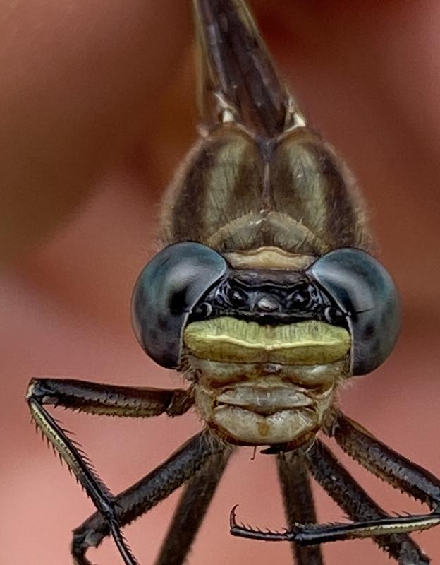 Photo of Dusky Clubtail
