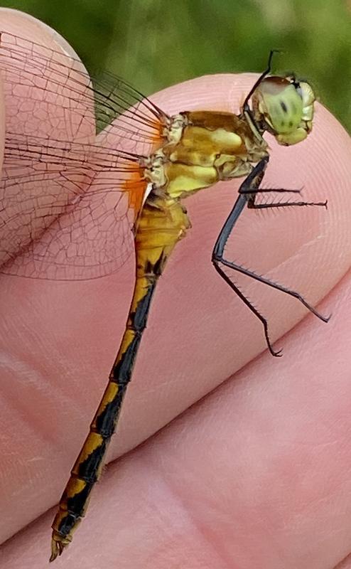 Photo of White-faced Meadowhawk
