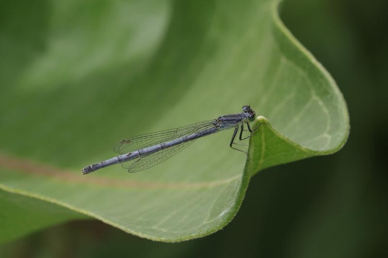 Photo of Eastern Forktail
