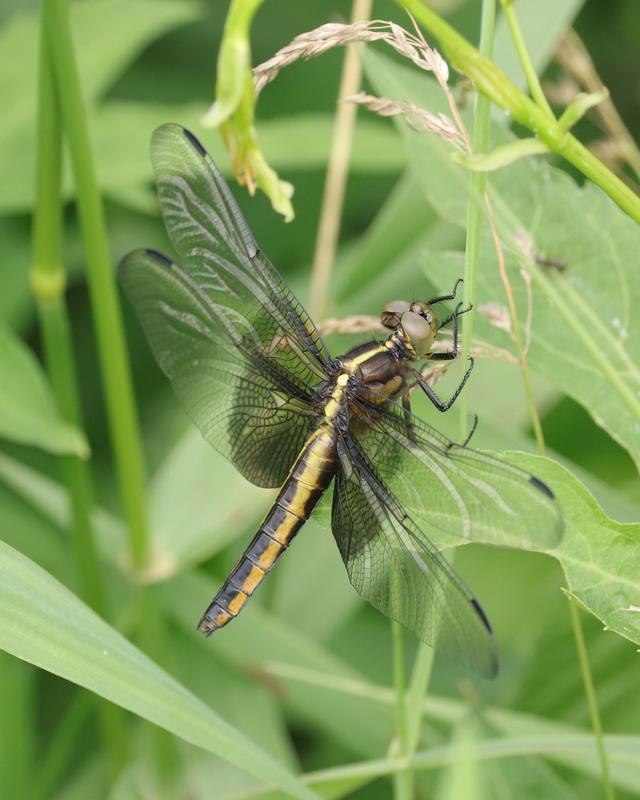 Photo of Widow Skimmer