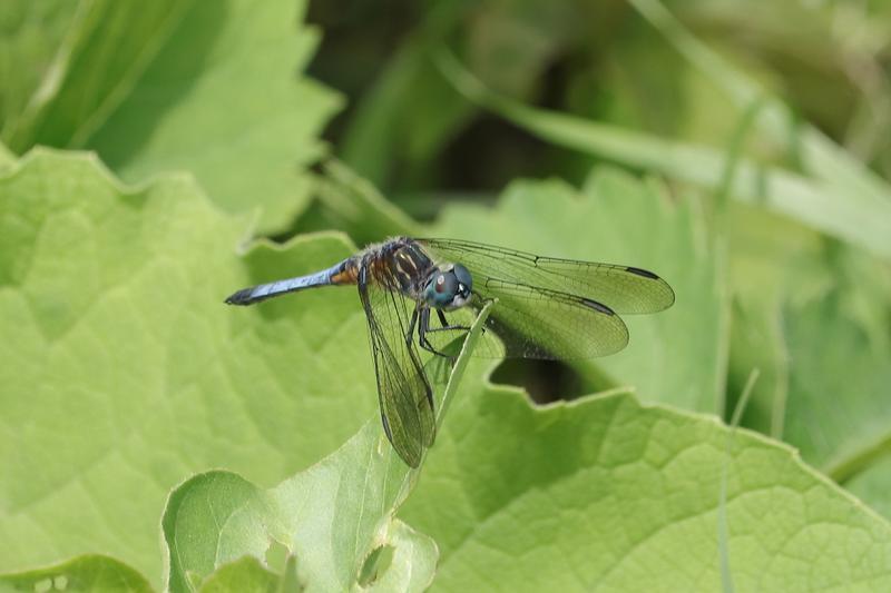 Photo of Blue Dasher