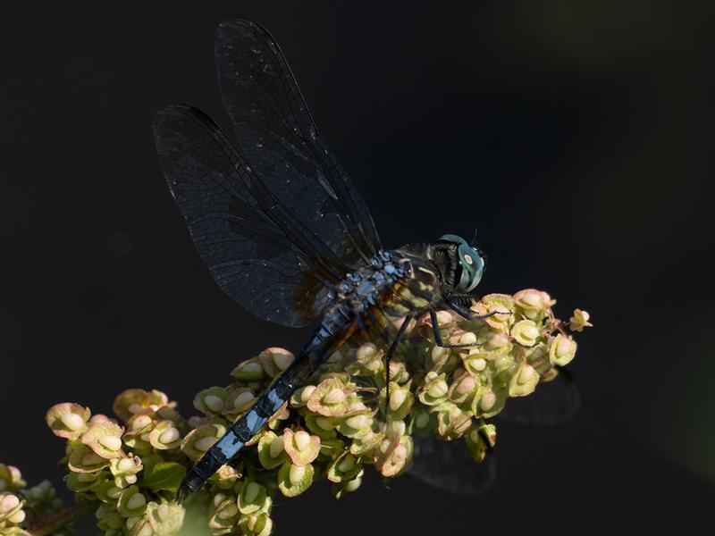Photo of Blue Dasher