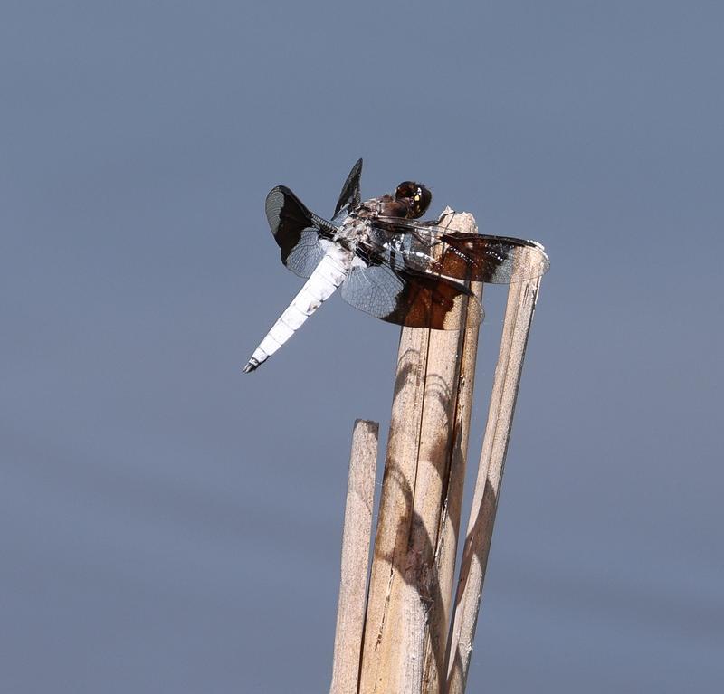 Photo of Common Whitetail