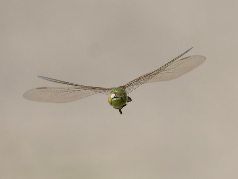 Photo of Common Green Darner