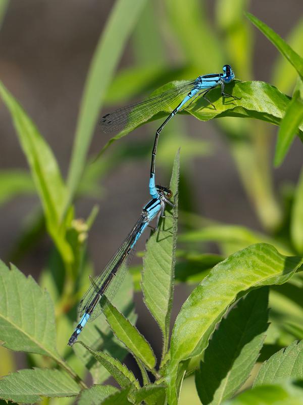 Photo of Azure Bluet