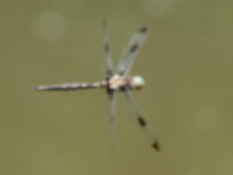 Photo of Prince Baskettail