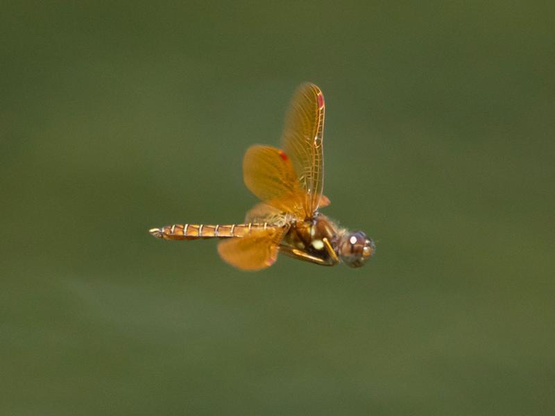 Photo of Eastern Amberwing