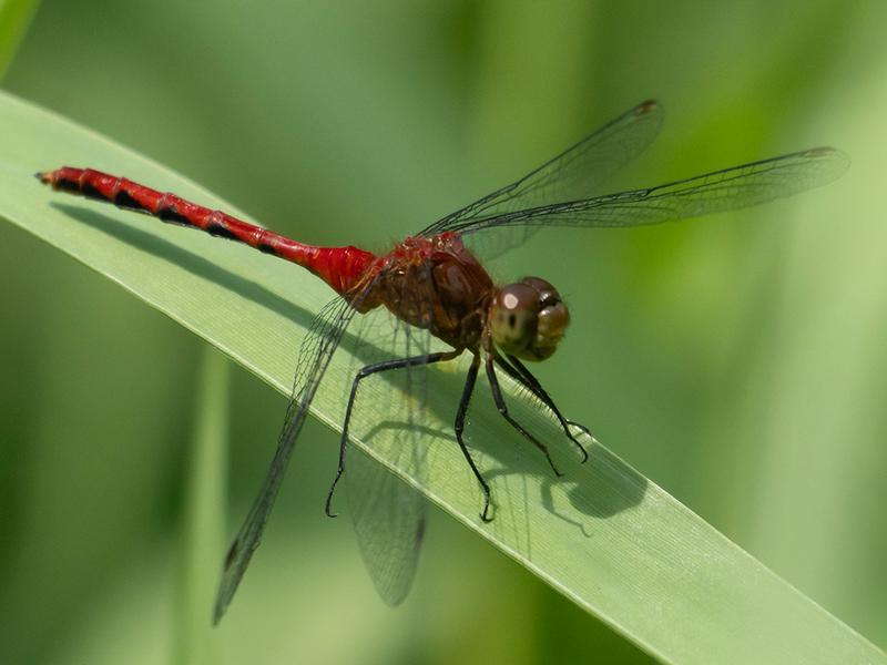 Photo of Ruby Meadowhawk