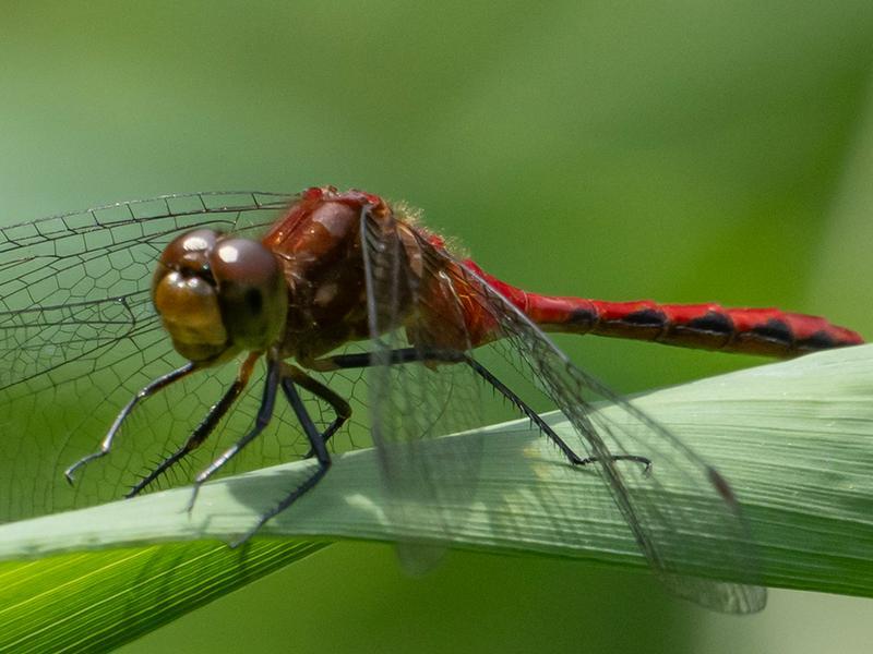 Photo of Ruby Meadowhawk