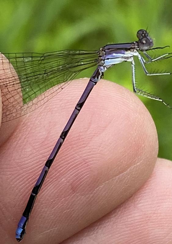 Photo of Variable Dancer (Violet Dancer ssp.)