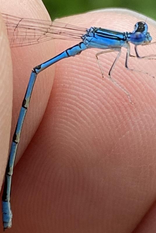 Photo of Double-striped Bluet